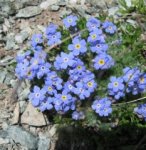 Alpine Flora im Avers